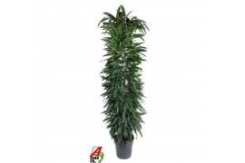 Ficus binnendijkii alii king Ficus Alii king zuil P32 (NO GAP)pp