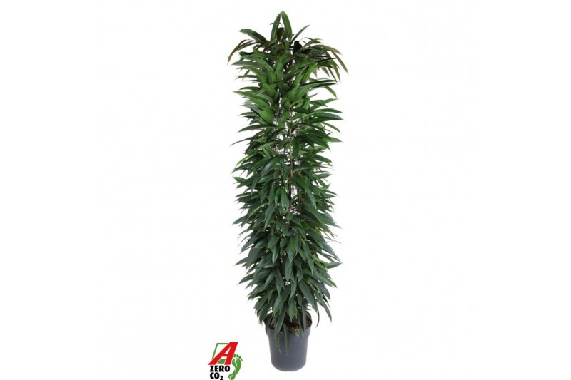 Ficus binnendijkii alii king Ficus Alii king zuil P32 (NO GAP)pp 