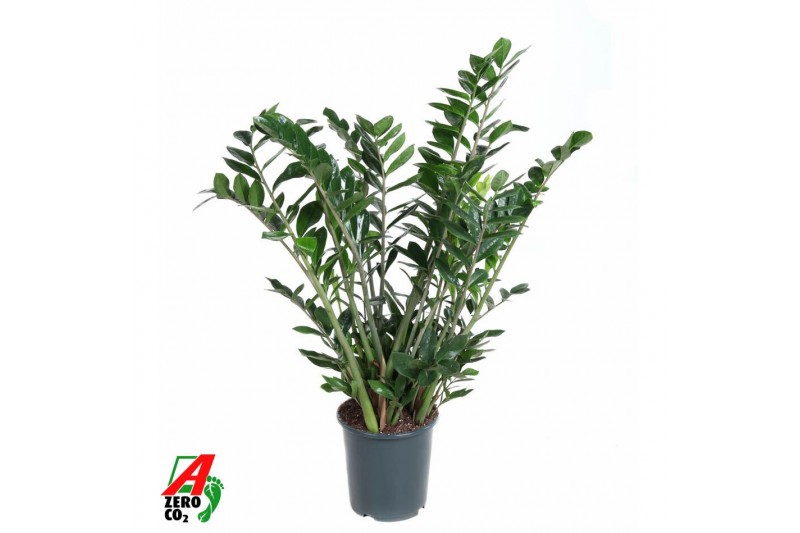 Zamioculcas zamiifolia Zamioculcas Zamiifolia P27tak/plnt 