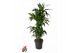 Dracaena fragr. janet craig Dracaena Janet Craig vertakt P31pp 