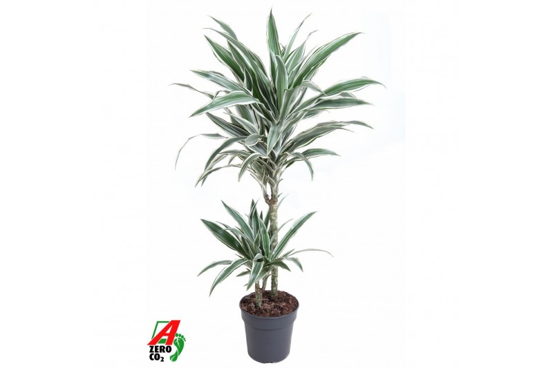 Dracaena fragr. der. white stripe Dracaena White Stripe 45-152 pp 