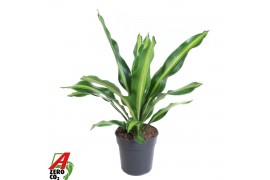 Dracaena fragr. burley Dracaena Burley kopstek P241 pp