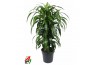 Dracaena fragr. hawaiian sunshine Dracaena Hawaiiana vertakt P271 pp