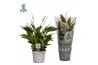 Spathiphyllum bellini 8+ - Air So Pure