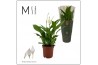 Spathiphyllum bellini 8+ - Mimesis