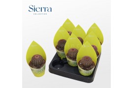 Echinocactus Echinocereus Rubrispinus (Sierra)