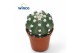 Cactus Echinopsis Subdenudata 