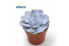 Echeveria runyonii Echeveria Rinionii1 bl.