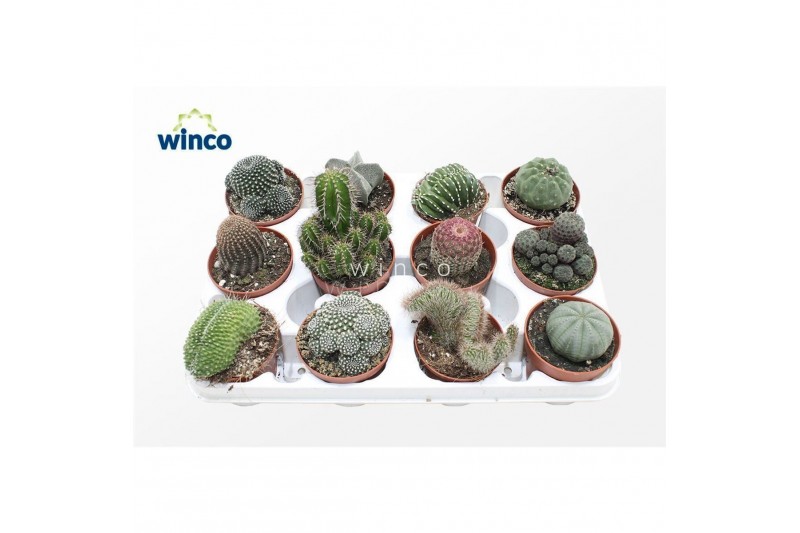 Cactus mix Cactus Mix (exclusive) (12spc.) 