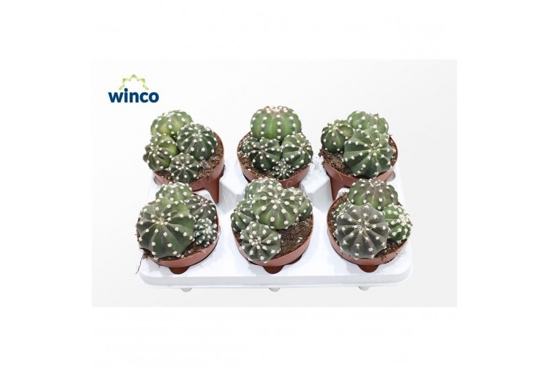 Cactus Echinopsis Subdenudata (group)3 pp 