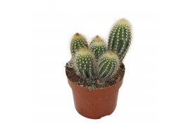 Pilosocereus chrysostele Pilosocereus Chrysotele