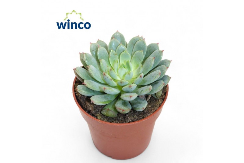 Echeveria Echeveria Fabiola Blue1 bl. 