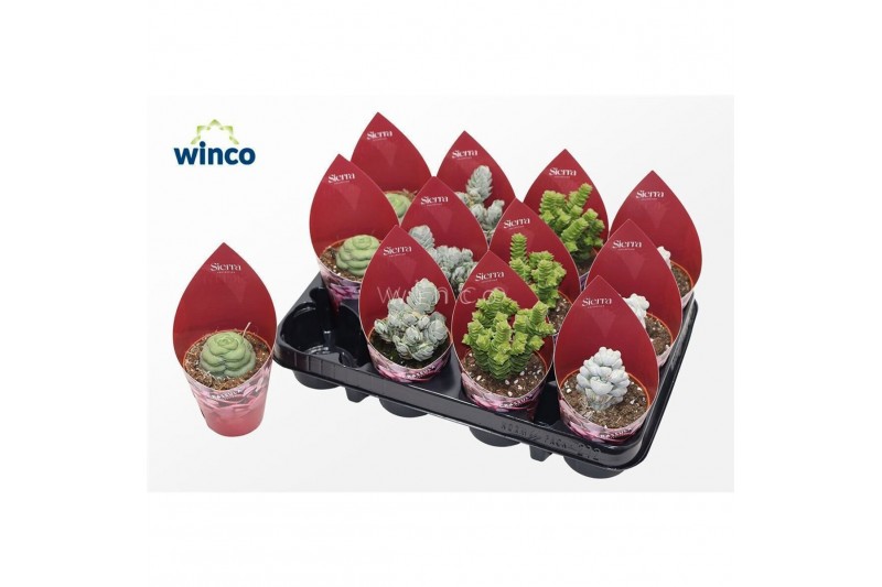 Crassula mix Crassula Mix (4spc.) (sierra) 
