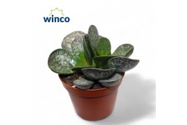 Adromischus maculatus