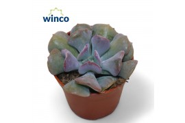 Echeveria Echeveria Cubic Frostoverige bl.
