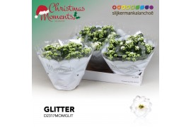 Kalanchoe skydive Kalanchoe Moments - White with glitter - kerst 6 pp 