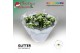 Kalanchoe skydive Kalanchoe Moments - White with glitter - kerst 6 pp  