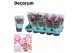 Schlumbergera mix Mix met hoes - Decorum 30 bl. 