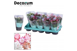 Schlumbergera mix Mix met hoes - Decorum 30 bl.