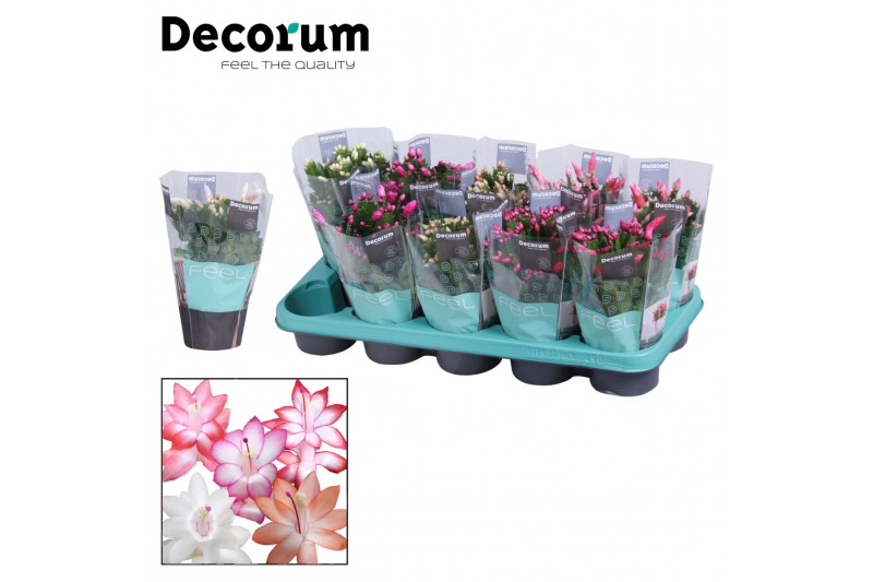 Schlumbergera mix Mix met hoes - Decorum 30 bl. 