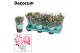 Schlumbergera mix Mix met hoes - Decorum 30 bl. 