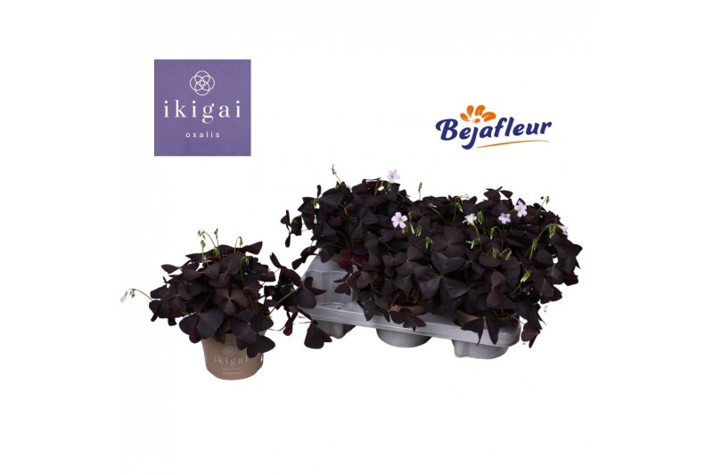 Oxalis triangularis Oxalis Ikigai Triangularis 20 cm diameter 3 bl. 