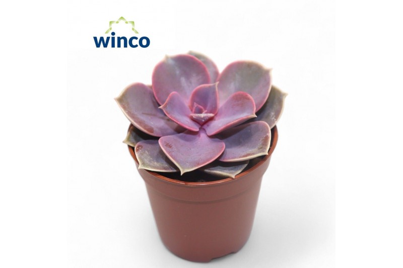 Echeveria perle von nurnberg Echeveria Pearl Von Neurenberg1 bl. 