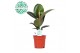 Ficus elastica robusta Elastica Robusta p17 1 pp 