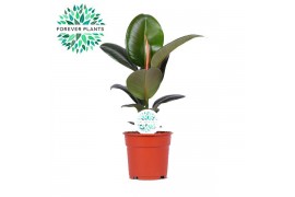 Ficus elastica robusta Elastica Robusta p17 1 pp