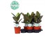 Ficus elastica robusta Elastica Robusta p17 1 pp 