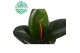 Ficus elastica robusta Elastica Robusta p17 1 pp 