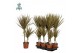 Dracaena marg. bicolor Dracaena Bicolor p17, 30+10 (Air so Pure) 2 pp 
