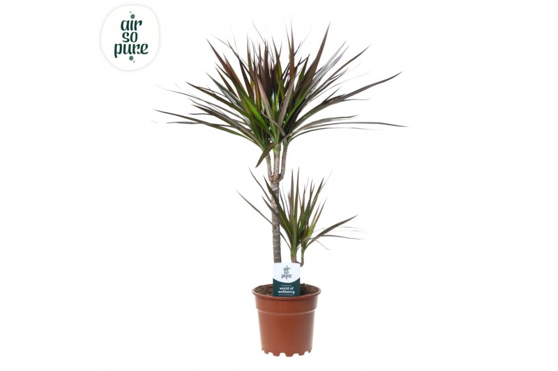 Dracaena marg. magenta Dracaena Magenta p17 30+10 (Air So Pure) 2 pp 