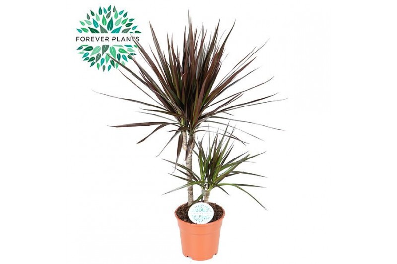 Dracaena marg. magenta Dracaena Magenta p17 30+10 2 pp 