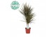 Dracaena marg. bicolor Dracaena Bicolor p17, 30+10 2 pp 