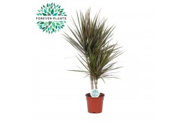 Dracaena marg. bicolor Dracaena Bicolor p17, 30+10 2 pp