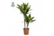 Dracaena frag. der. janet lind Dracaena Janet Lind p17, 30+10 (Air so  