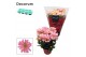 Chrysanthemum breeze princess Chrysanne® Margarita Pink3 pp 