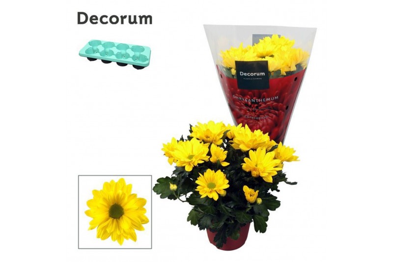 Chrysanthemum breeze sol Chrysanne® Margarita Yellow3 pp 