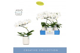 Phalaenopsis anthura madrid Balletto Wing 1 spike in Molise White Aquo