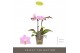 Phalaenopsis multiflora roze Optifriend Pink 2 spike10 bl. 2 tak/plnt  