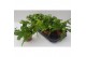 Asplenium antiquum hurricane Asplenium Hurricane 