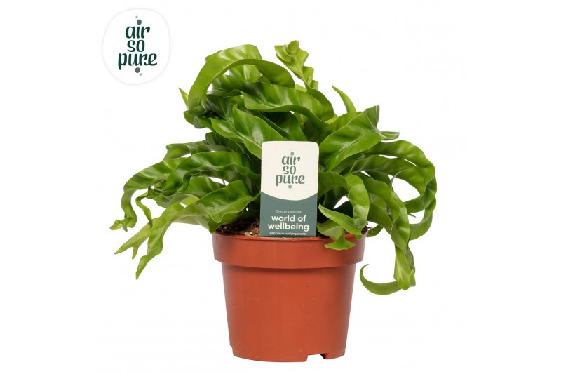 Asplenium antiquum hurricane Asplenium Hurricane - Air So Pure 