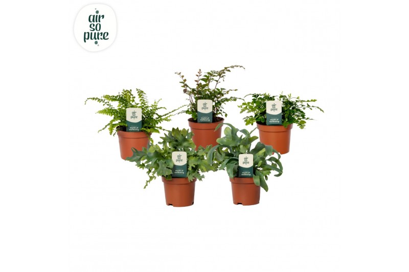 Varens mix Varenmix - Air So Pure 