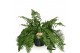Nephrolepis Macho 100cm 