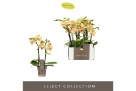 Phalaenopsis multiflora geel Optifriend Stella 2 spike10 bl. 2 tak/pln