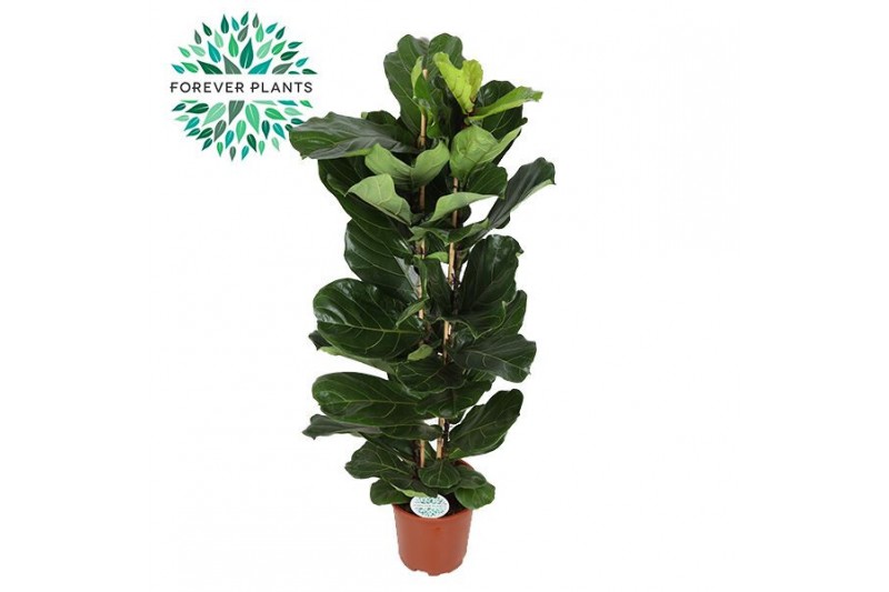 Ficus lyrata Ficus Lyrata, 2pp, p27 2 pp 