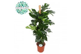 Monstera deliciosa Monstera Deliciosa MOSSTOK p27 2 pp