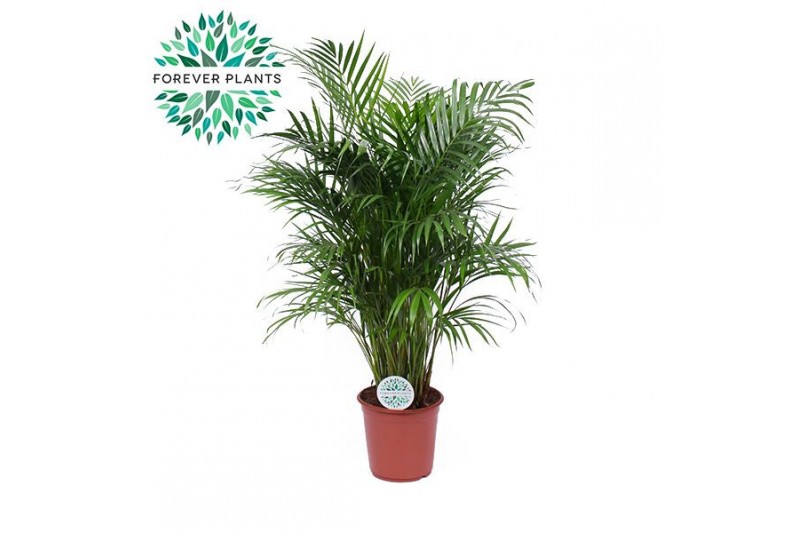 Dypsis lutescens Dypsis Lutescens p24 (Areca) 25 pp 