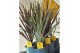 Cordyline Cordyline Duo Mix Tray - 17cm Redstar/Variegata1 pp 